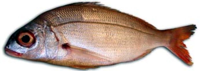 Pagellus acarne_05.jpg